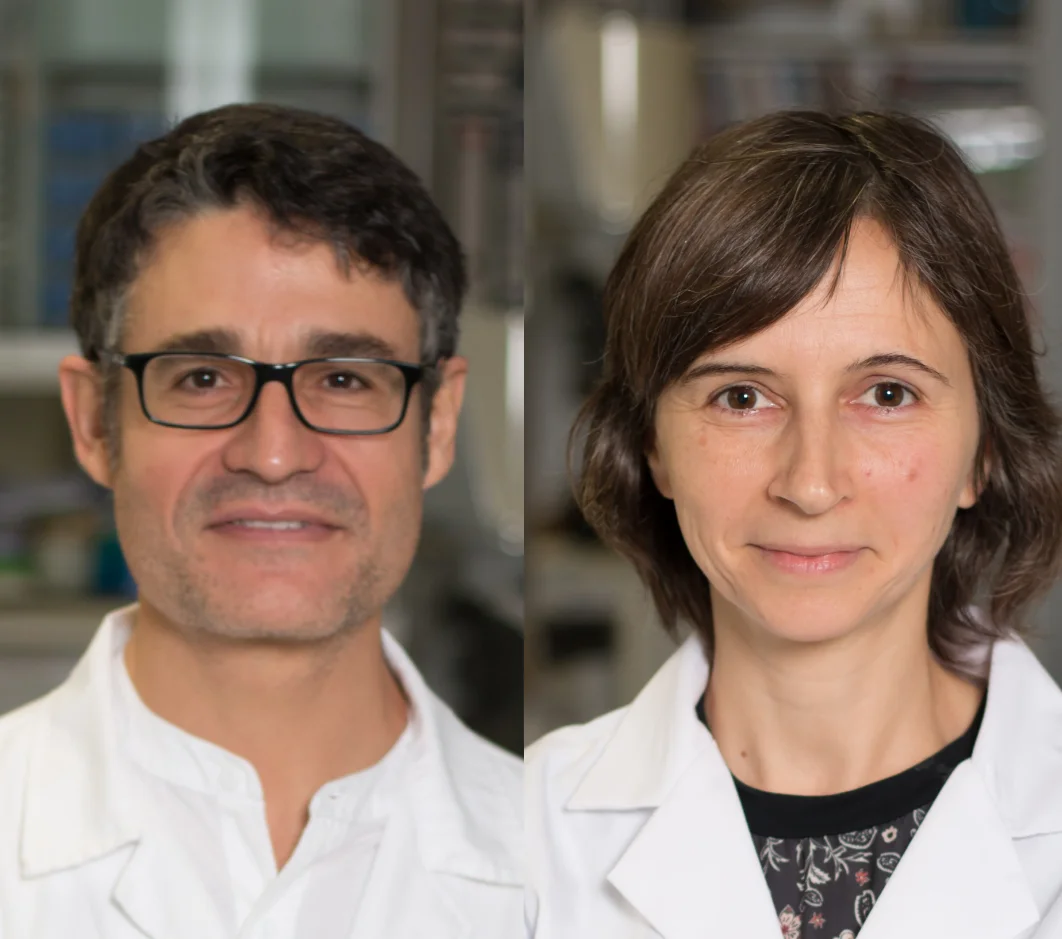 New key role of a protein in brain development discovered