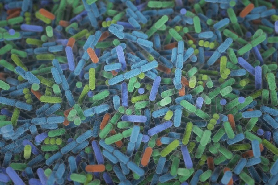 La cognición, relacionada con la ferritina en sangre y la microbiota